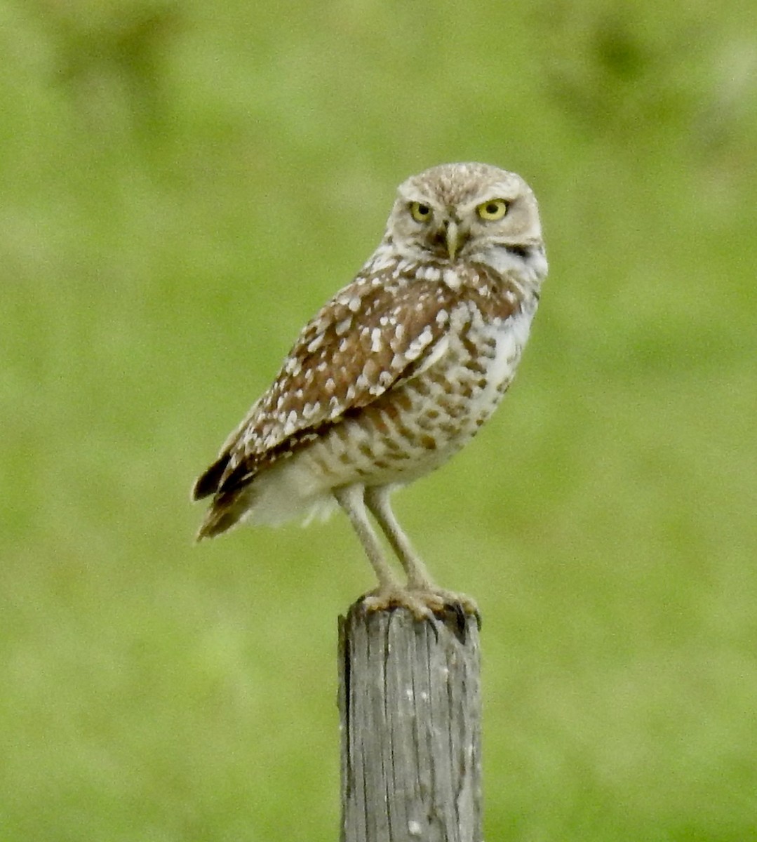 Burrowing Owl - ML618027276