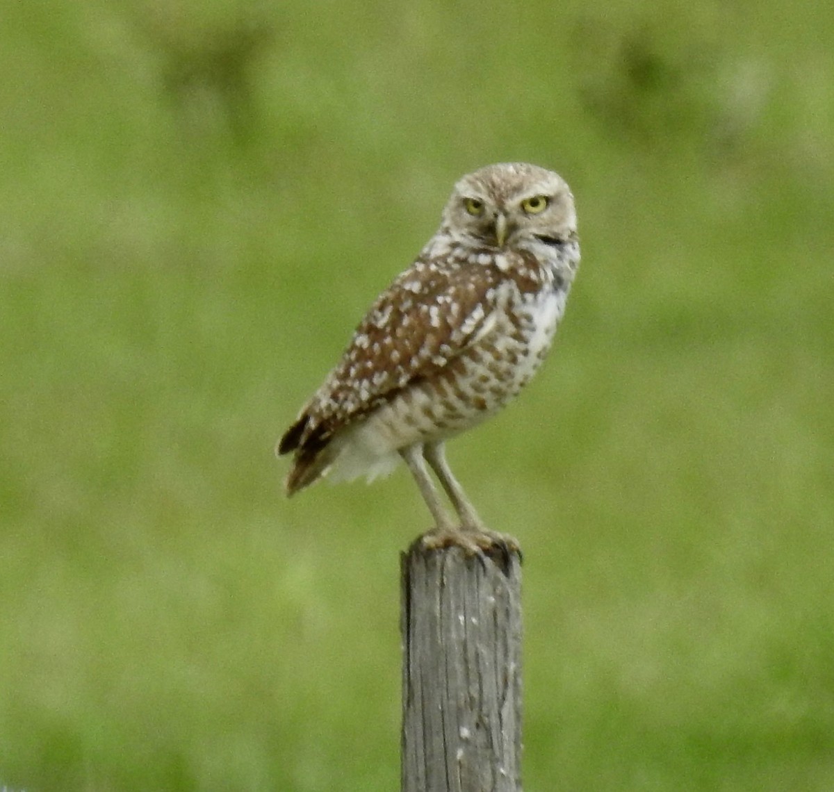 Burrowing Owl - ML618027277