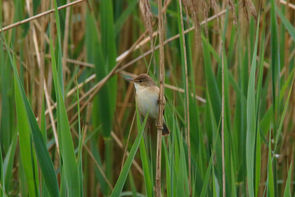 Common Reed Warbler (Common) - Yannick FRANCOIS
