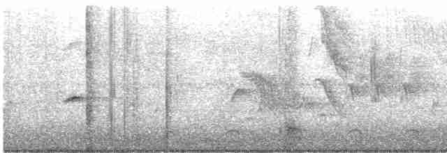 Weißbrust-Ameisenwürger - ML618027303