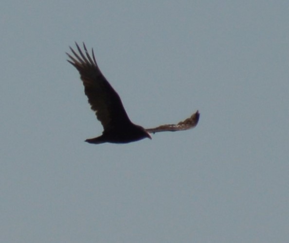 Turkey Vulture - ML618027304