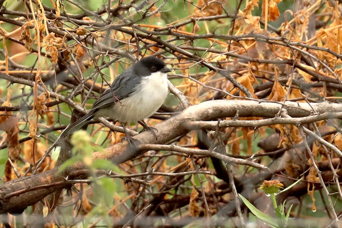 Black-capped Warbling Finch - ML618027311