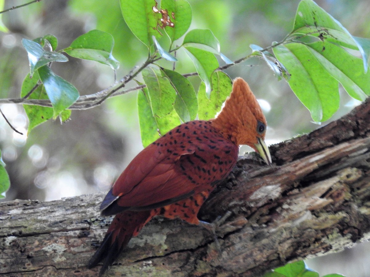 Chestnut-colored Woodpecker - ML618027322