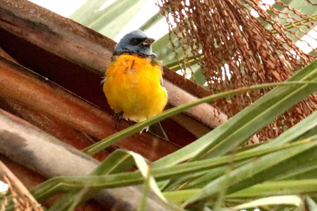 Blue-and-yellow Tanager - ML618027331