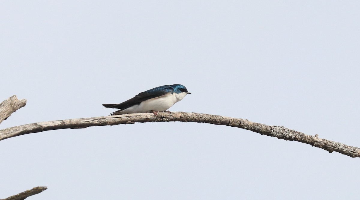 Tree Swallow - ML618027351