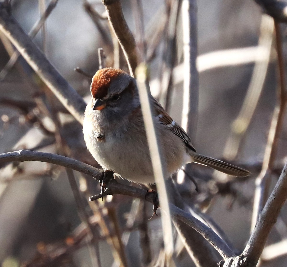 American Tree Sparrow - ML618027363