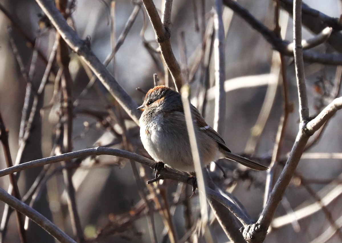 American Tree Sparrow - ML618027364