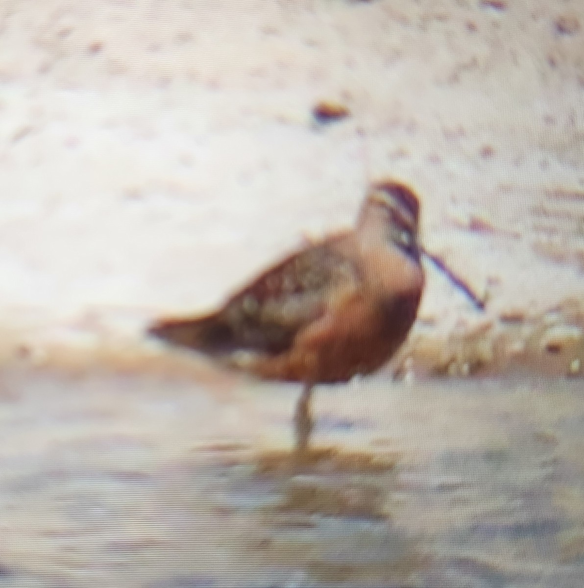 Long-billed Dowitcher - ML618027369