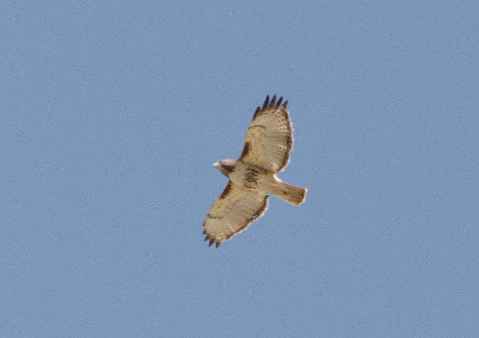 Red-tailed Hawk - ML618027374