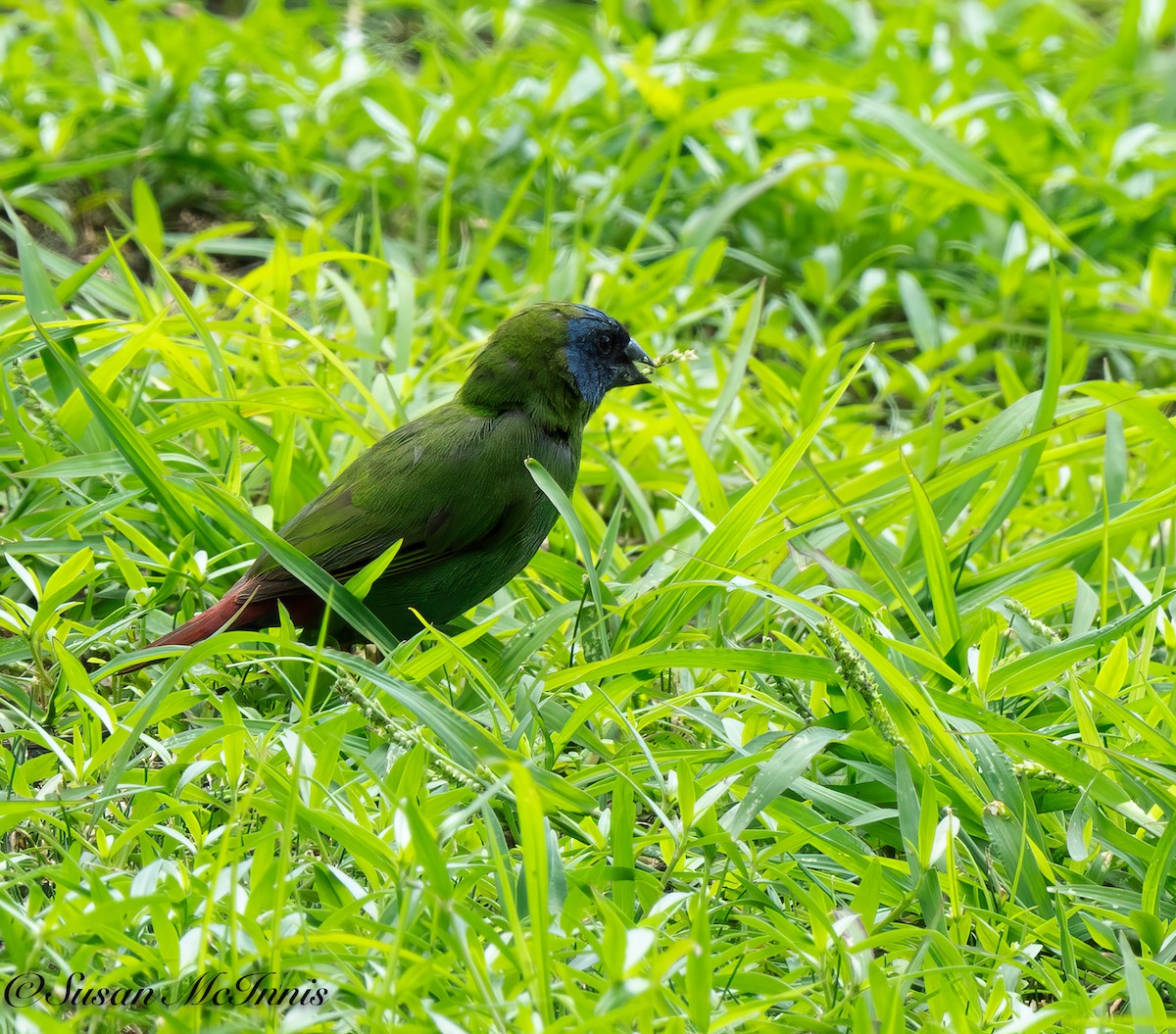 Blue-faced Parrotfinch - ML618027375