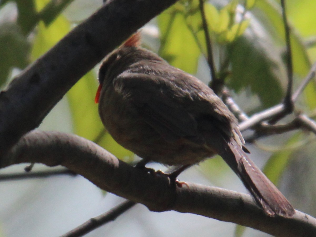 Northern Cardinal (Common) - ML618027382