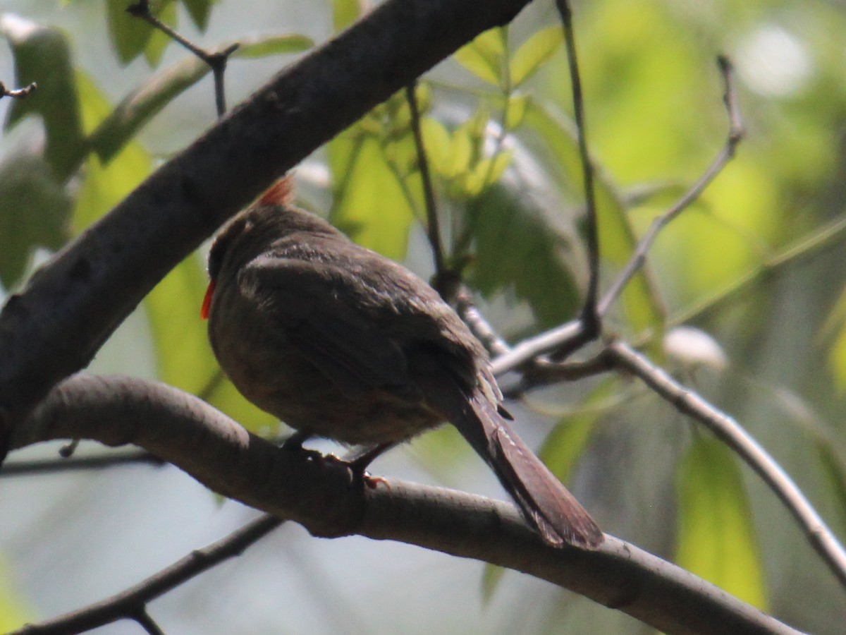 Northern Cardinal (Common) - Mala Nagarajan