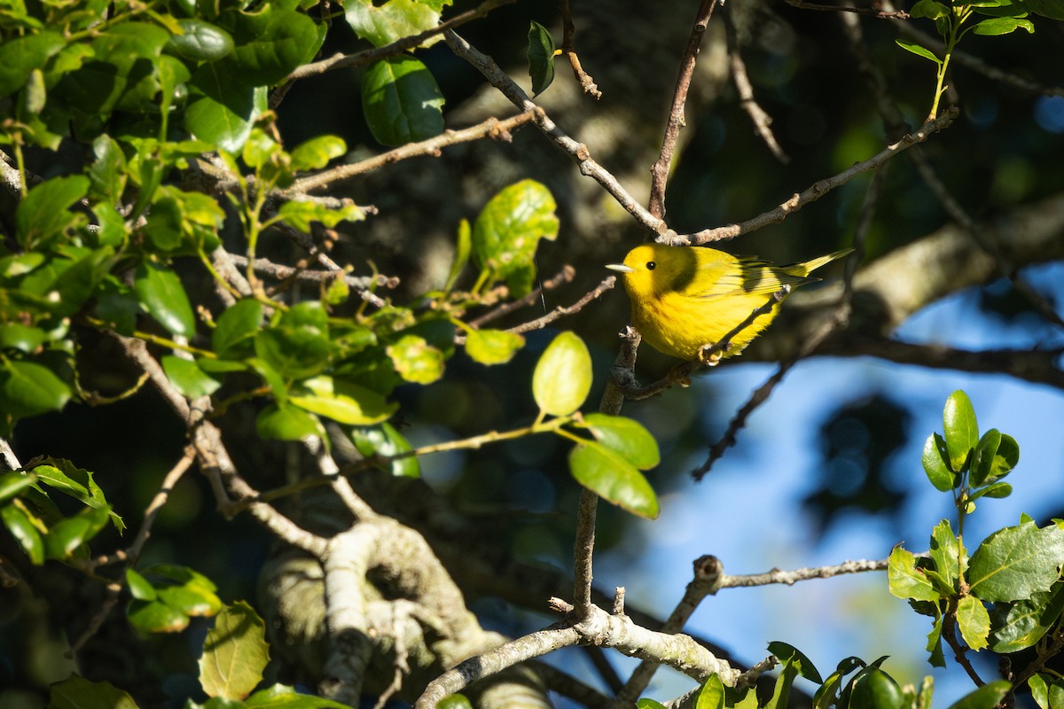 Yellow Warbler - Barry Rowan