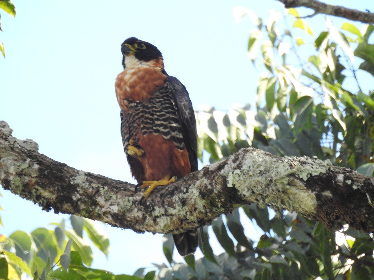 Orange-breasted Falcon - Marco Costa