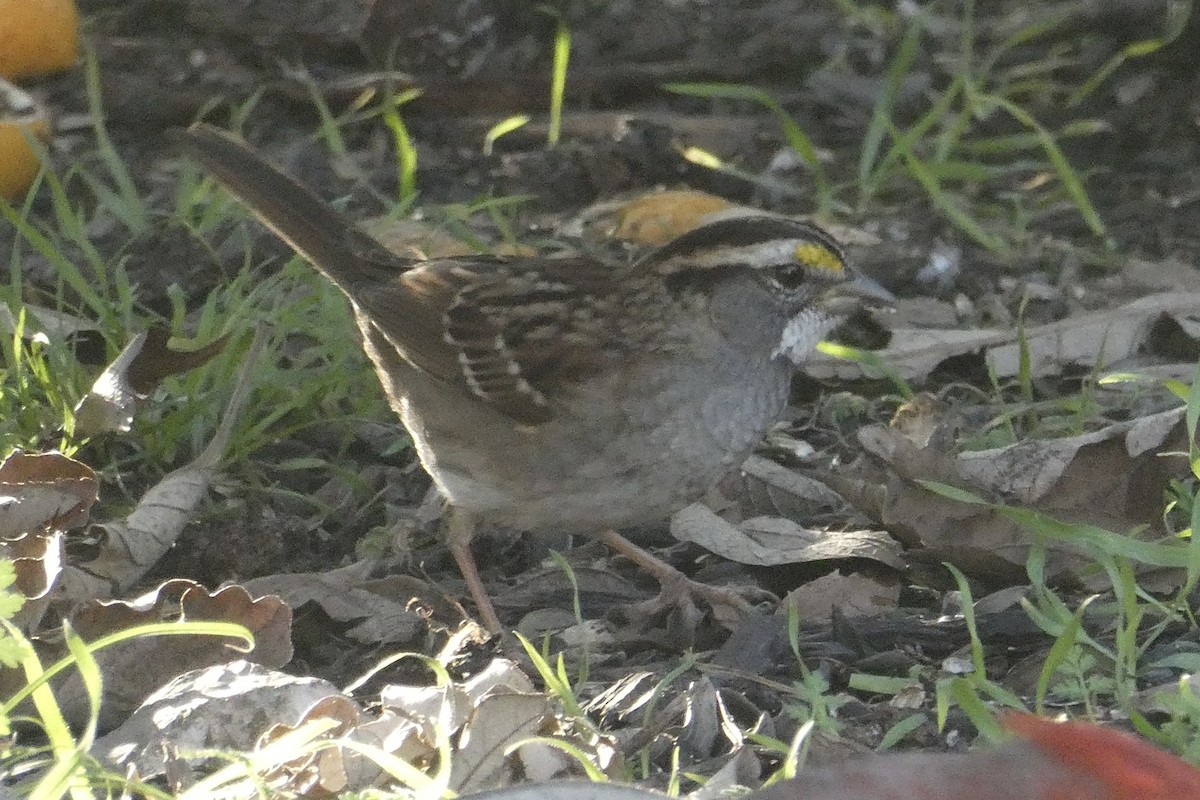 White-throated Sparrow - ML618027426