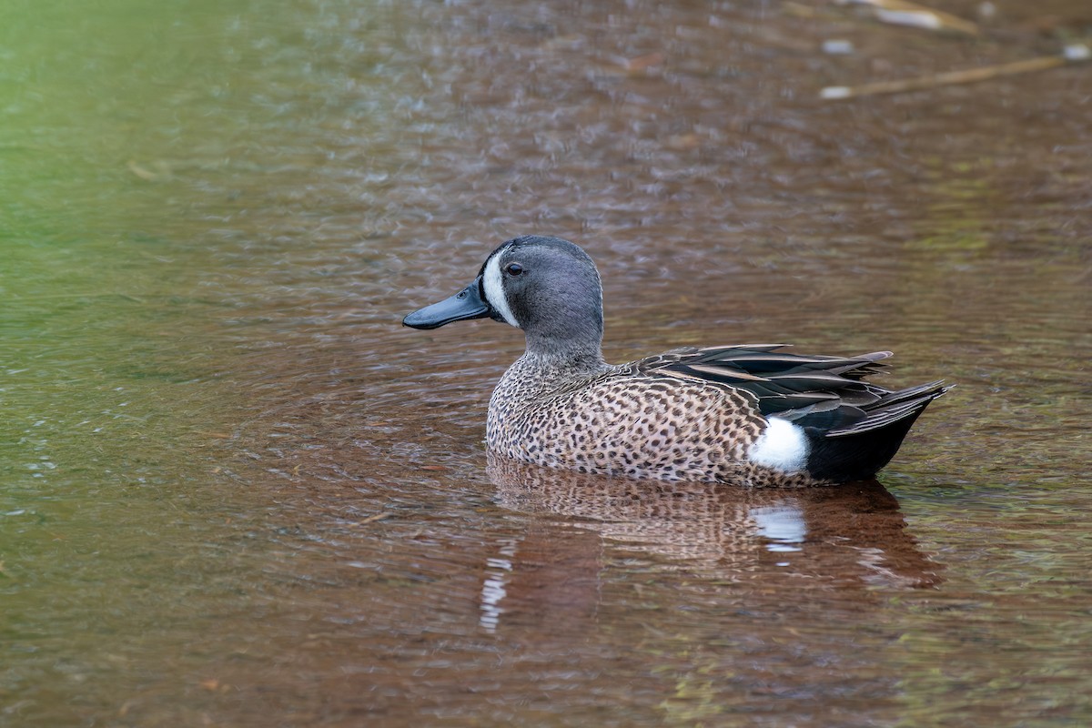 Blue-winged Teal - ML618027465