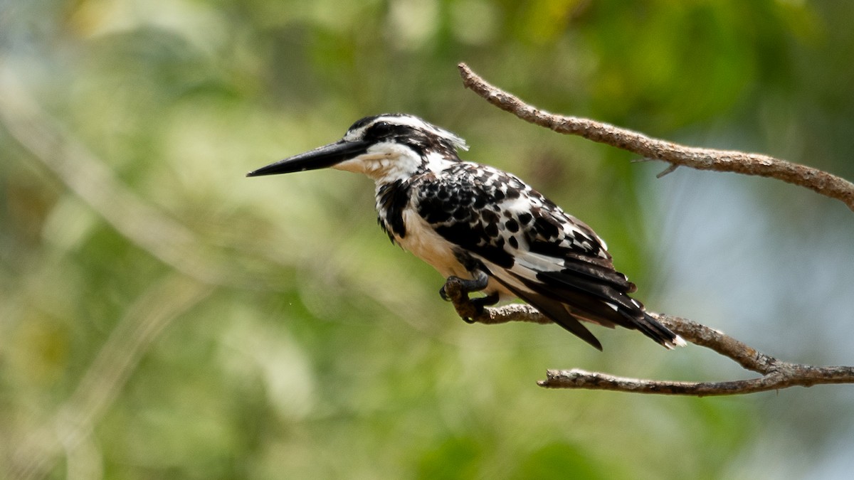Pied Kingfisher - Wenod Pathirana