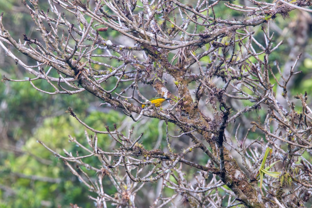 Silver-throated Tanager - ML618027509
