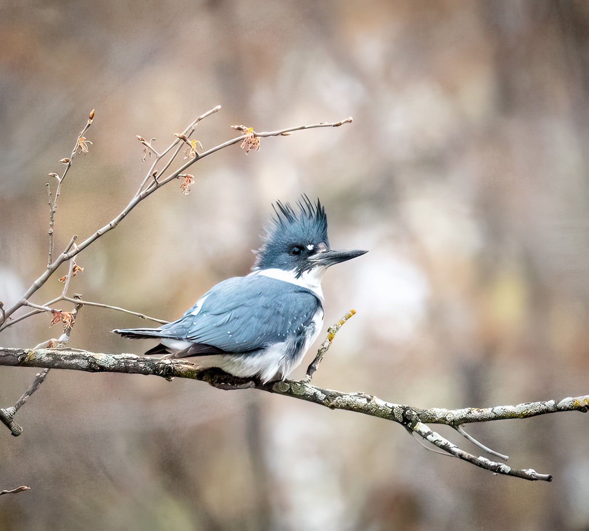 Belted Kingfisher - ML618027510