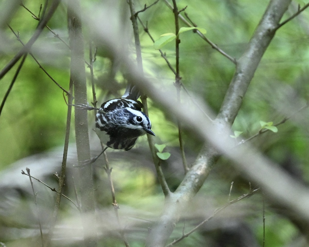 Black-and-white Warbler - ML618027515