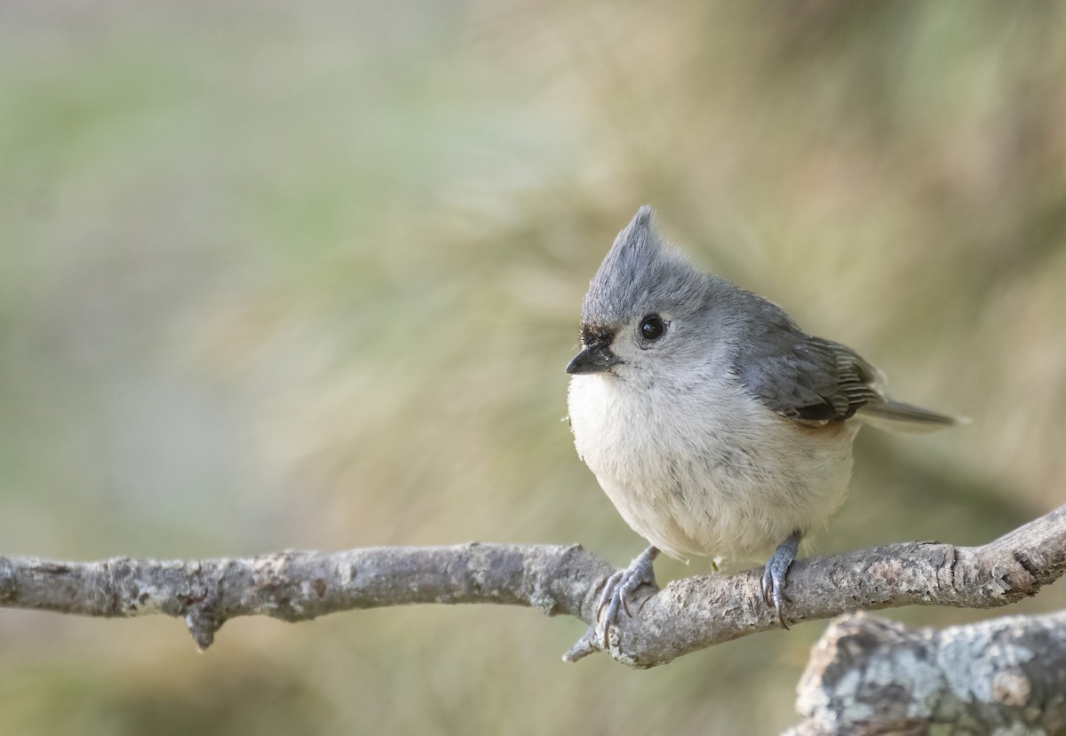 Tufted Titmouse - Mary Prowell