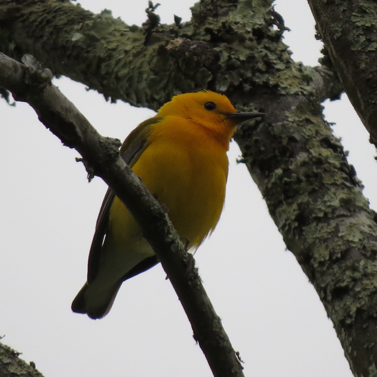 Prothonotary Warbler - ML618027545