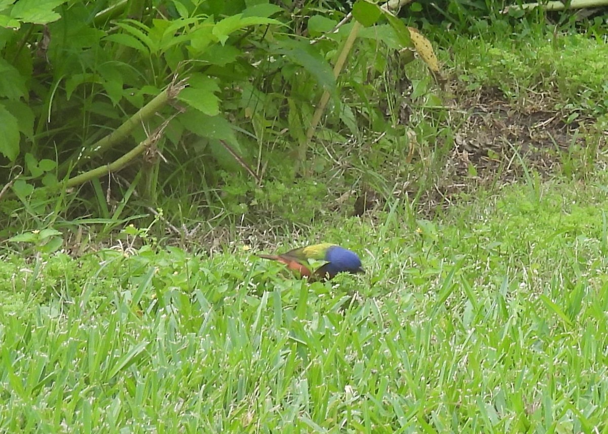 Painted Bunting - ML618027556
