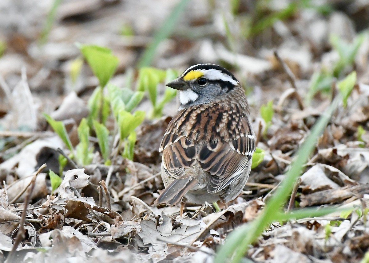 White-throated Sparrow - ML618027563