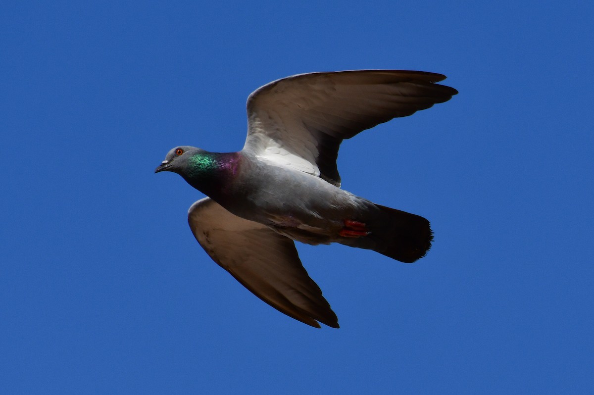 Rock Pigeon (Wild type) - Watter AlBahry