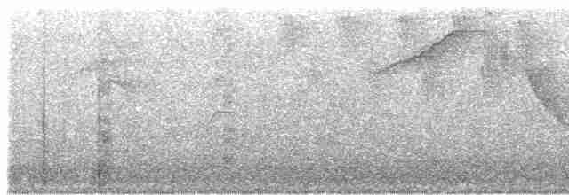 Weißbrust-Ameisenwürger - ML618027608