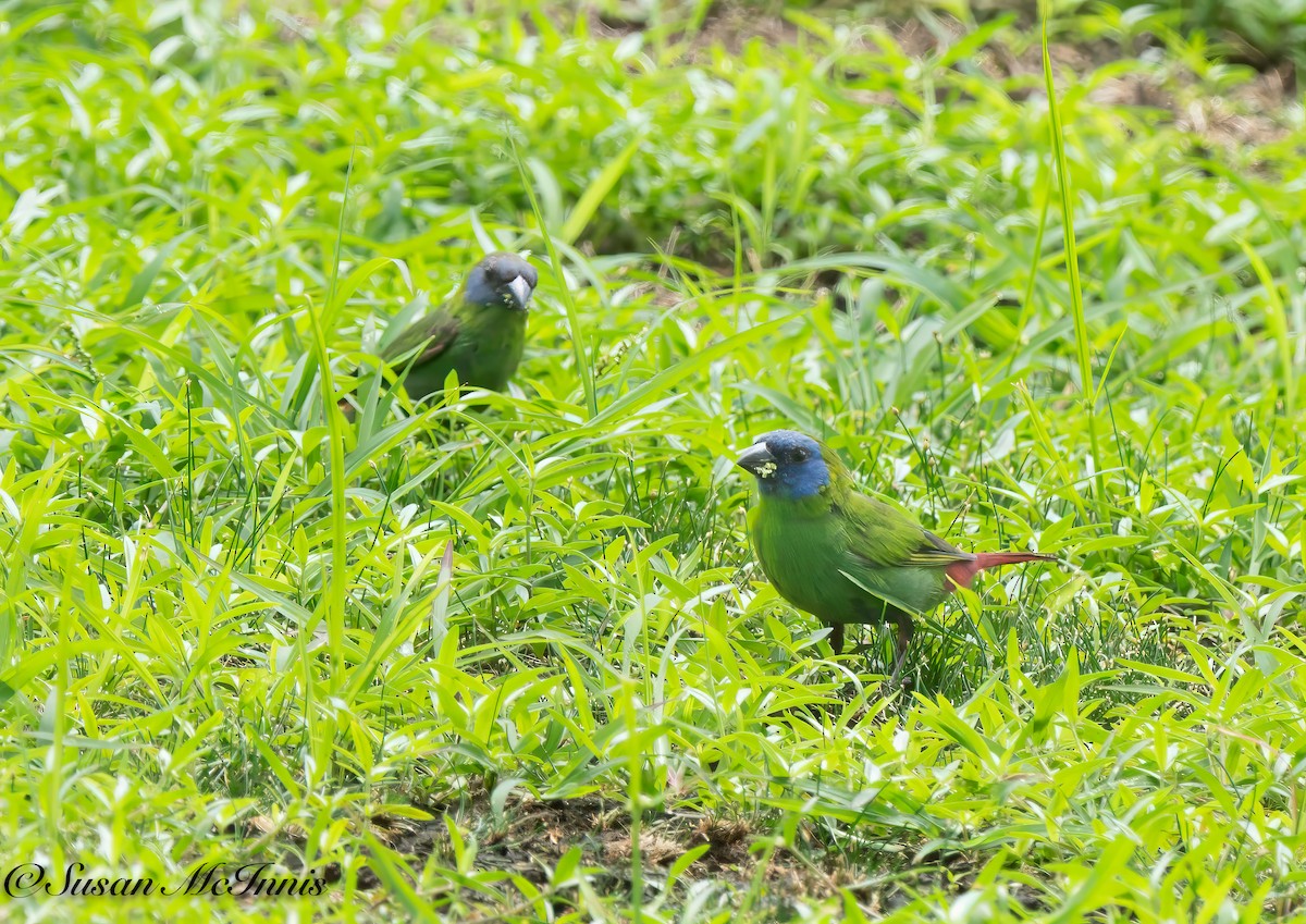 Blue-faced Parrotfinch - ML618027636