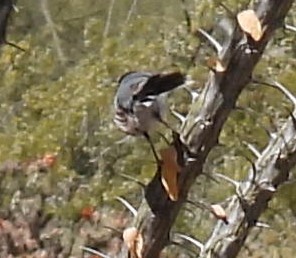 Black-tailed Gnatcatcher - ML618027638