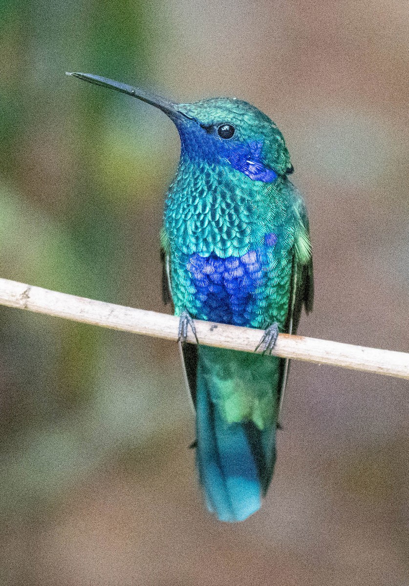 kolibřík modrolící - ML618027646