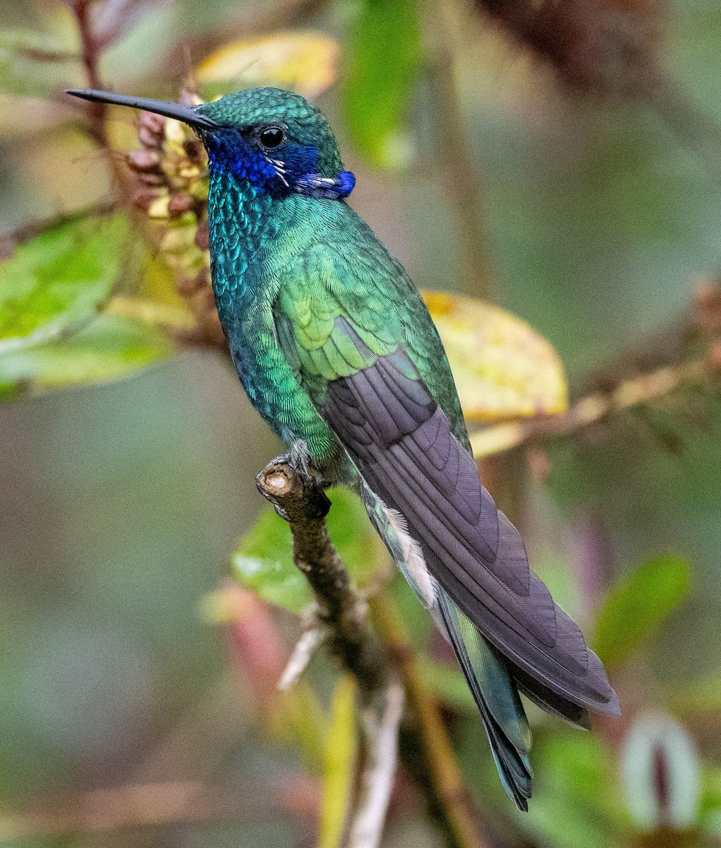 kolibřík modrolící - ML618027647