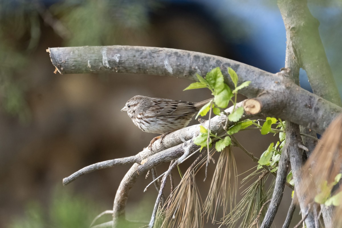 Song Sparrow - Mary Prowell