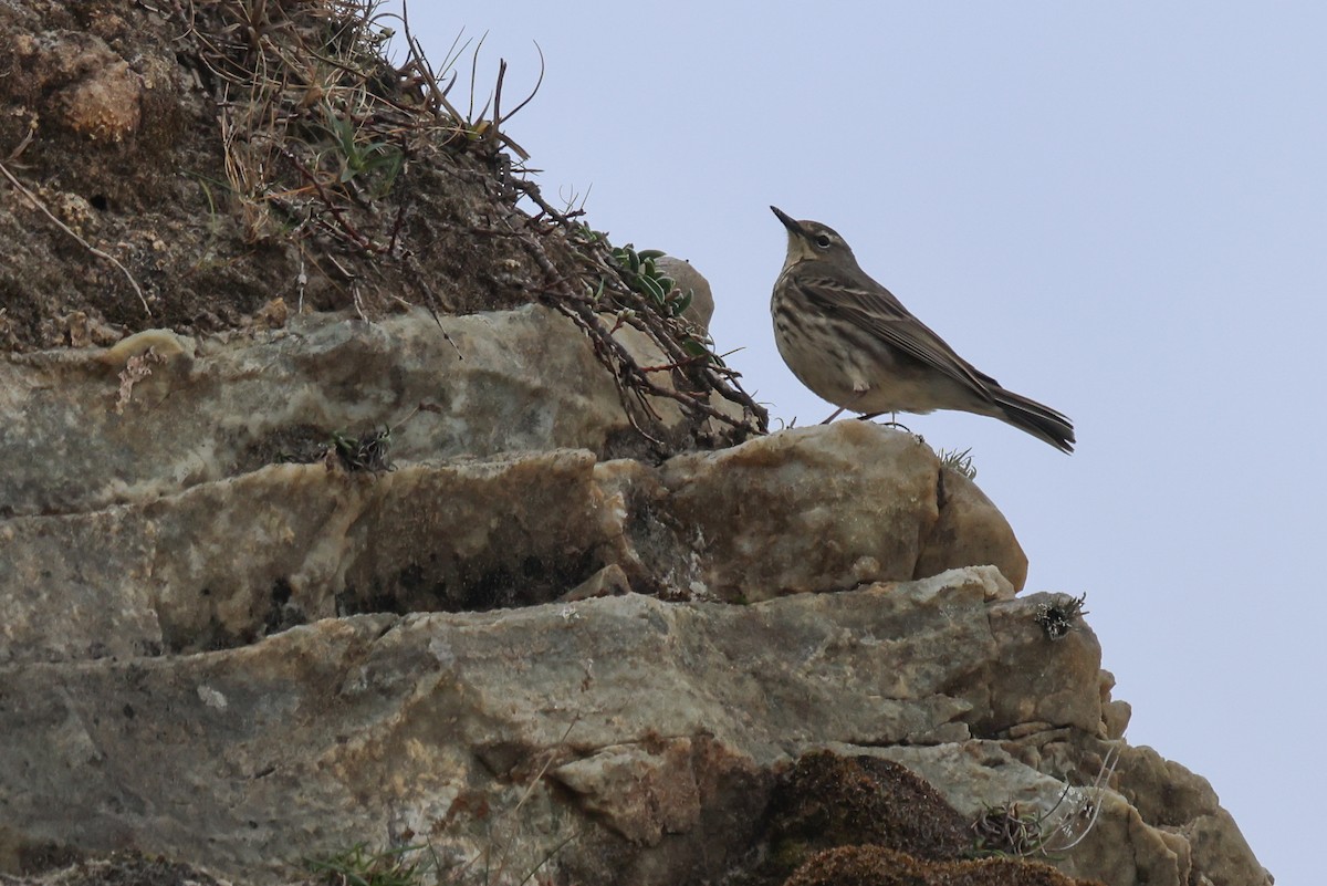 Meadow Pipit - ML618027659