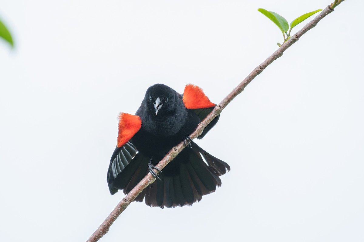 Red-winged Blackbird - ML618027671