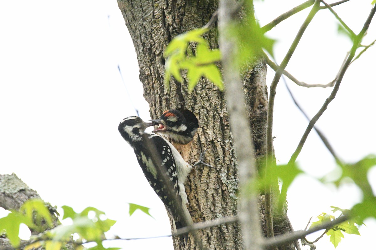 Hairy Woodpecker - Kevin Roback
