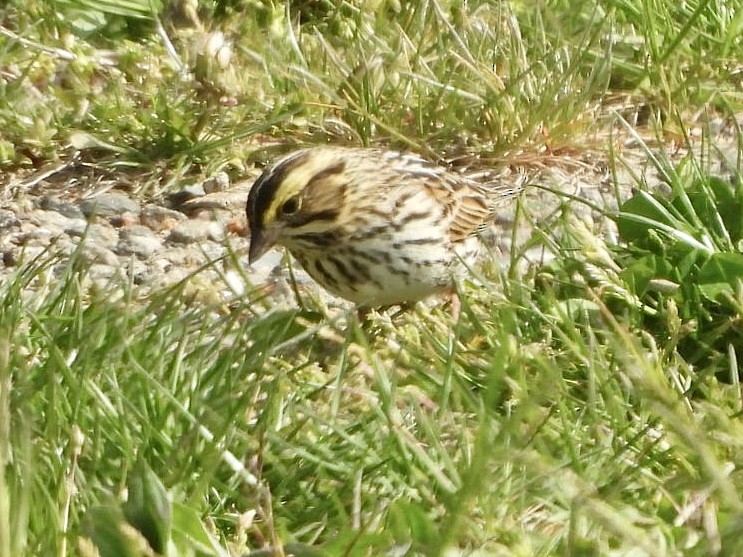 Savannah Sparrow - ML618027705