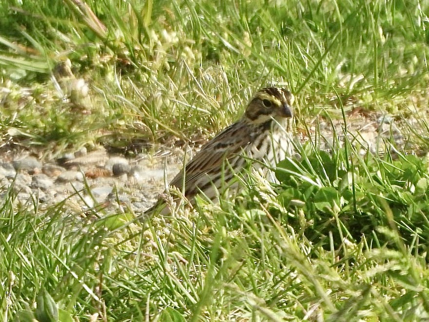 Savannah Sparrow - ML618027706