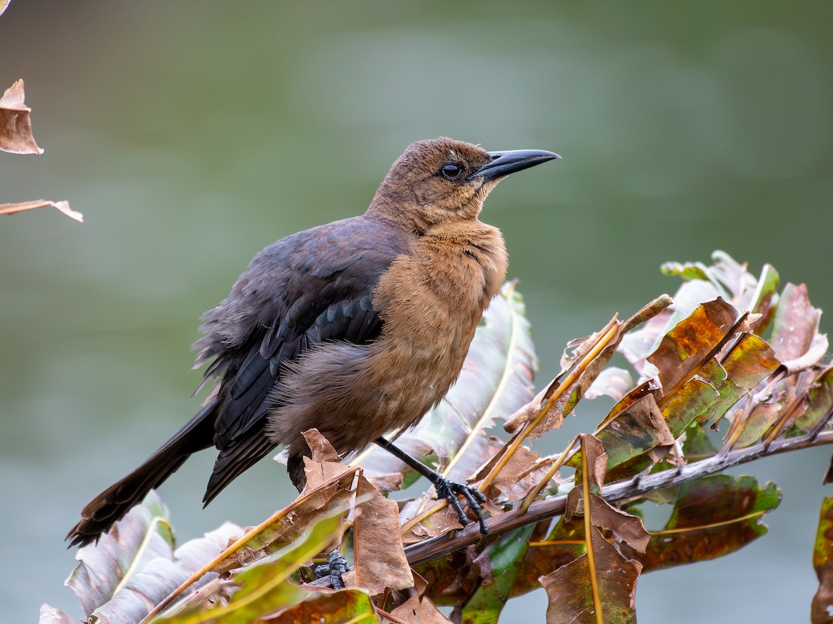 Boat-tailed Grackle - ML618027710