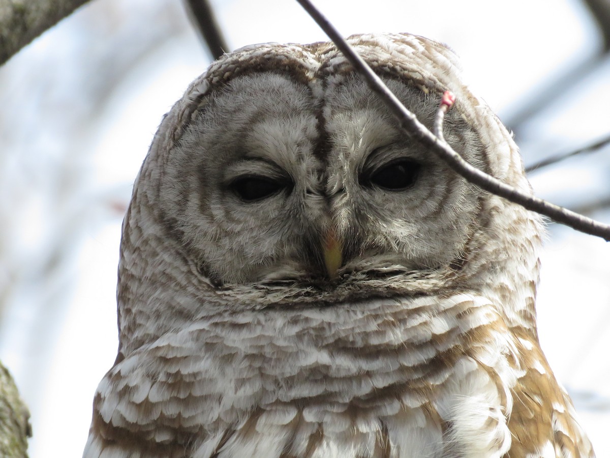 Barred Owl - jf cyr