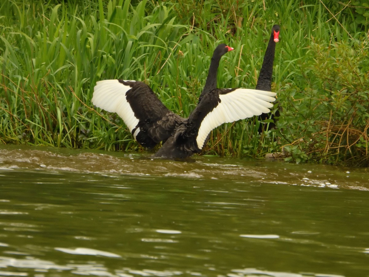 Black Swan - Dennis op 't Roodt