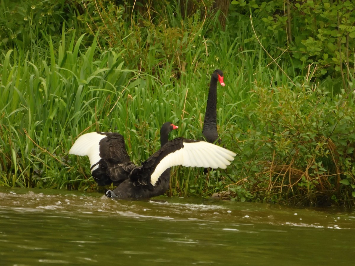 Black Swan - Dennis op 't Roodt