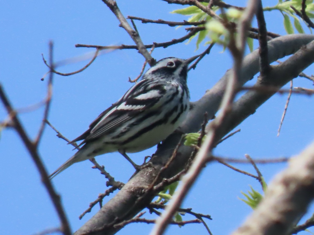 Black-and-white Warbler - ML618027757