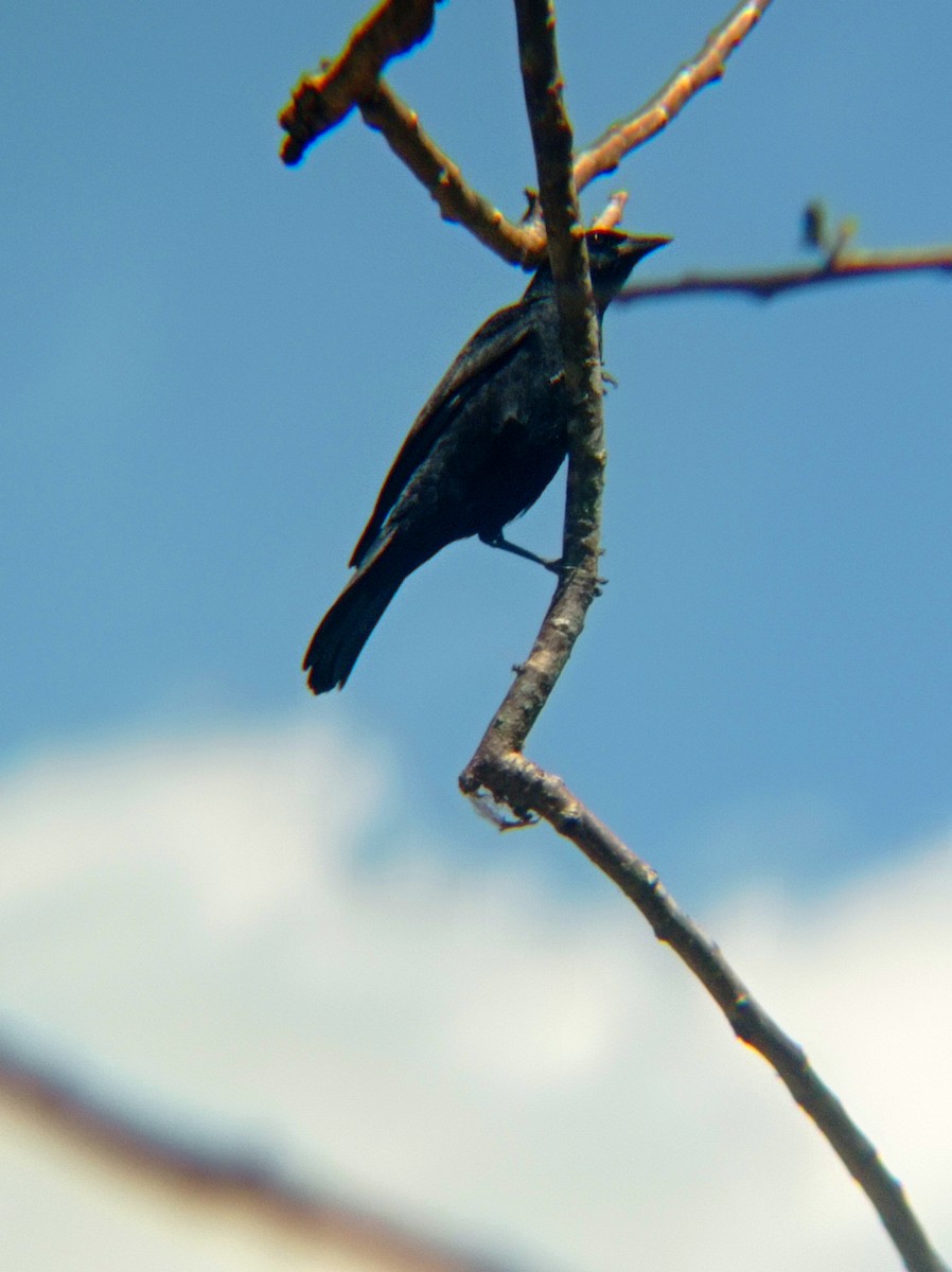 Tawny-shouldered Blackbird - ML618027762