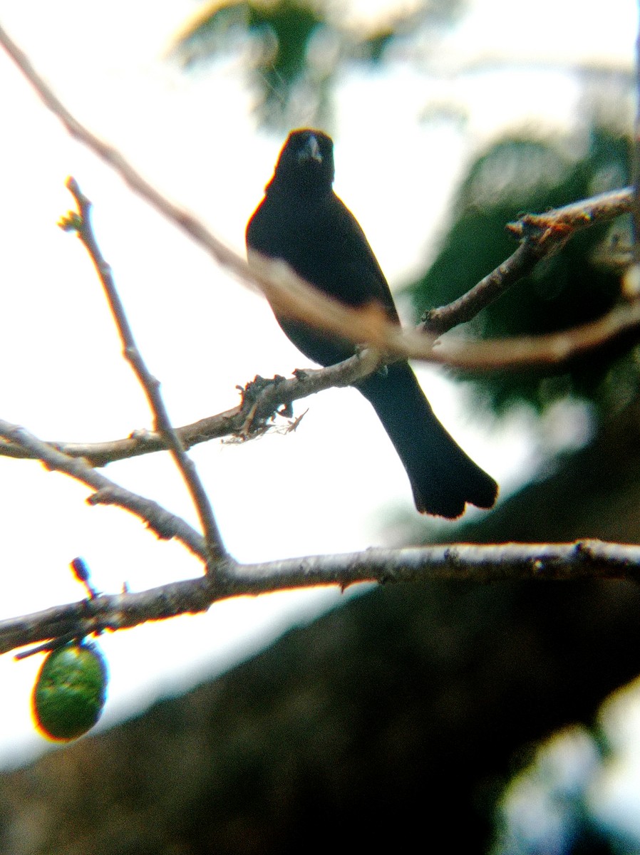 Tawny-shouldered Blackbird - Darien Piña Davila