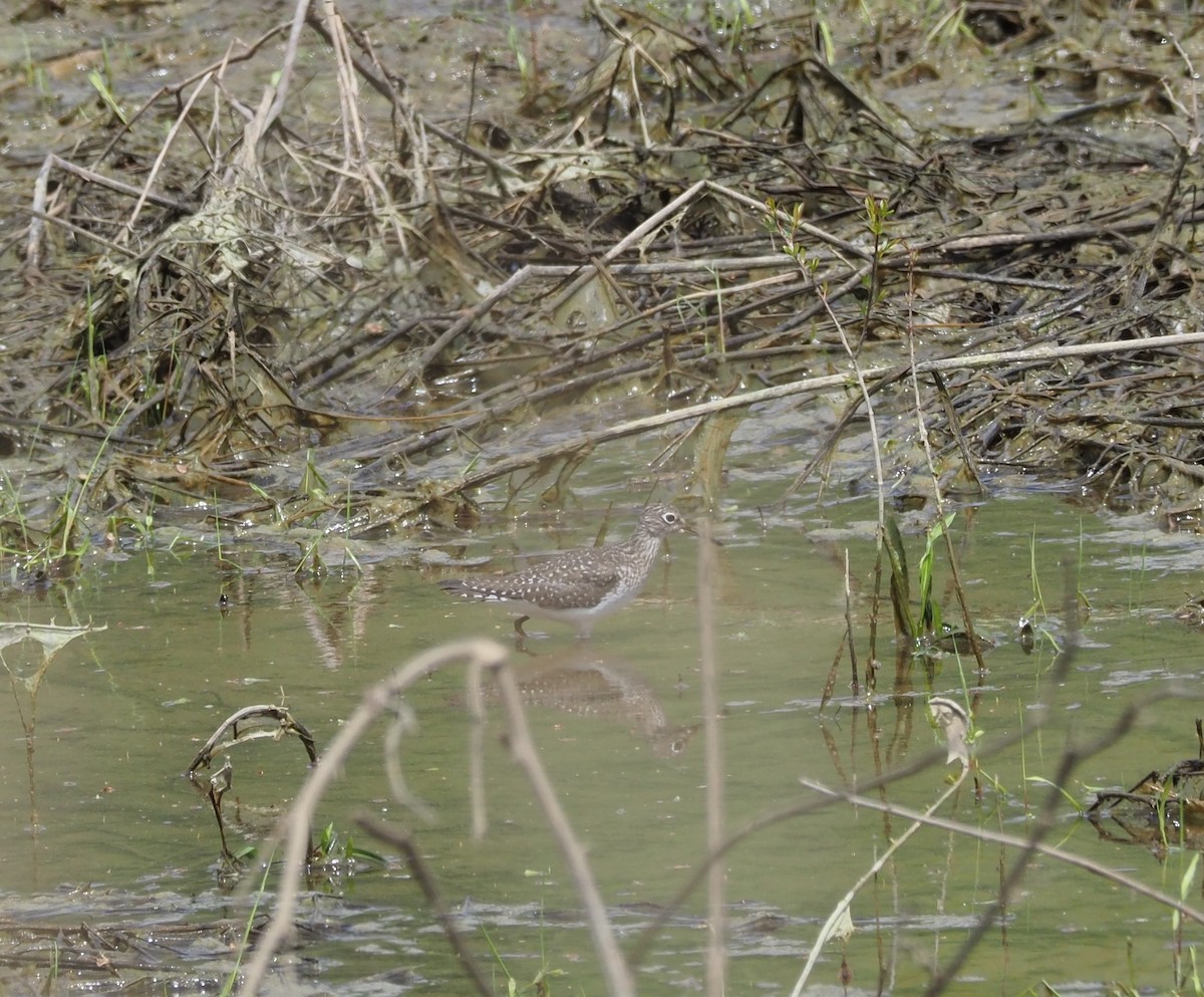 Solitary Sandpiper - Tom and Margaret