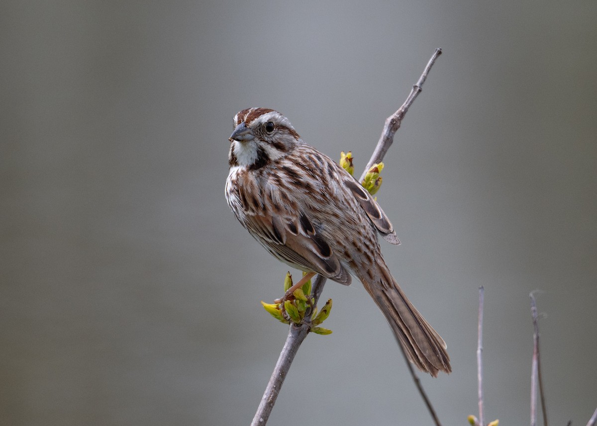 Song Sparrow - Sheila and Ed Bremer