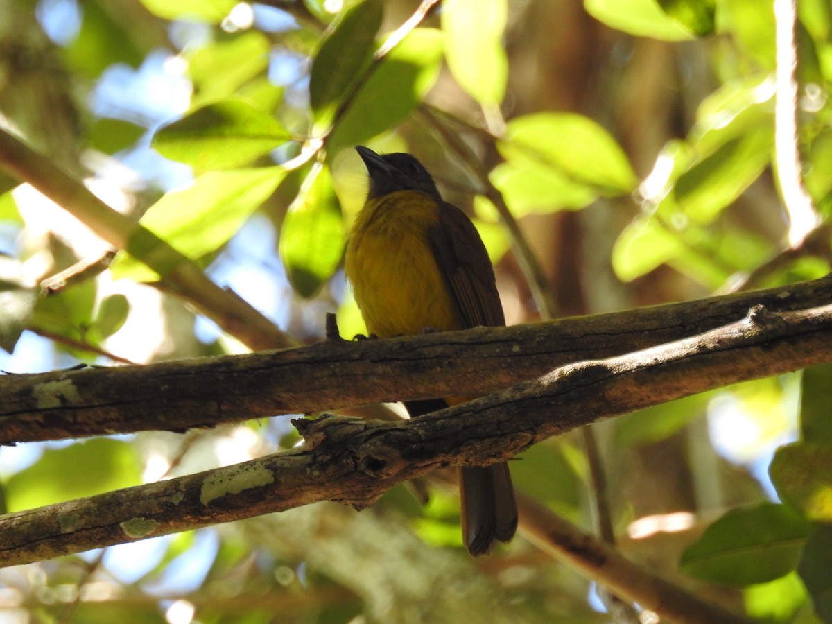 Black-throated Shrike-Tanager - ML618027804